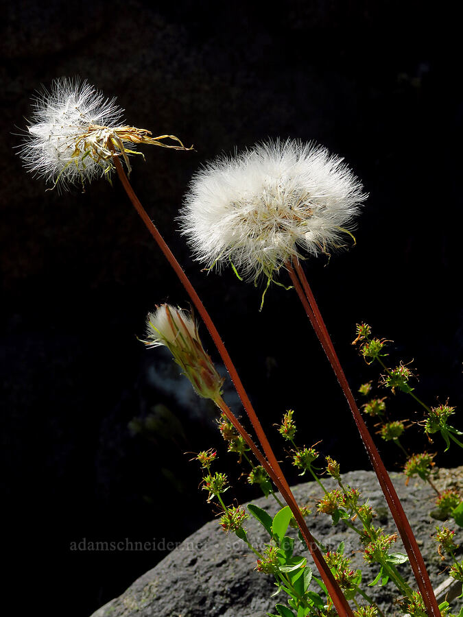 spear-leaf agoseris, gone to seed (Agoseris retrorsa) [Tumwater Canyon, Okanogan-Wenatchee National Forest, Chelan County, Washington]