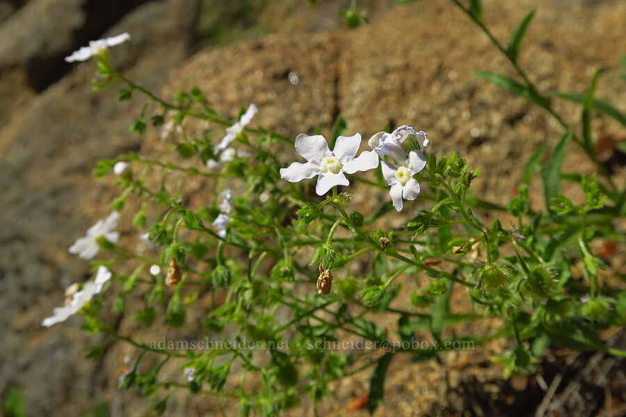 showy stickseed (Hackelia venusta) [Tumwater Canyon, Okanogan-Wenatchee National Forest, Chelan County, Washington]