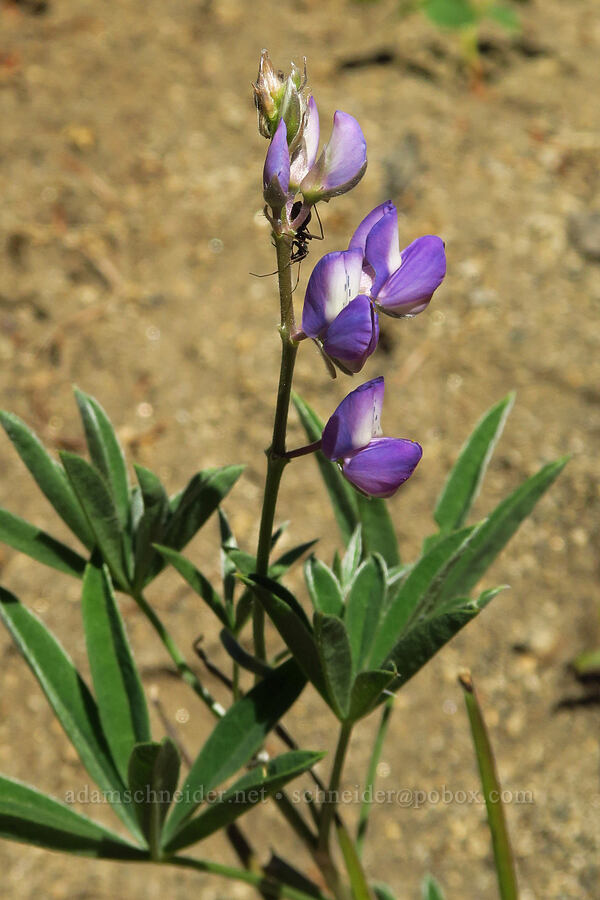 lupine (Lupinus sp.) [Tumwater Canyon, Okanogan-Wenatchee National Forest, Chelan County, Washington]