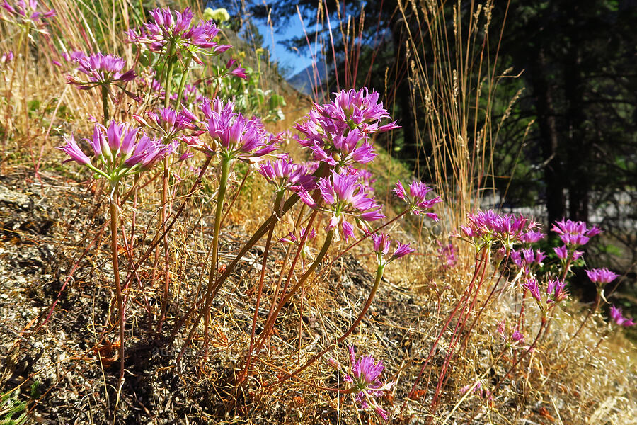 taper-tip onions (Allium acuminatum) [Tumwater Canyon, Okanogan-Wenatchee National Forest, Chelan County, Washington]