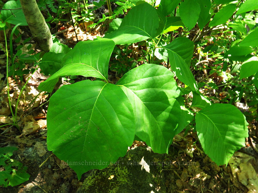 huge poison-ivy leaves (Toxicodendron rydbergii (Rhus rydbergii)) [Castle Rock Trail, Okanogan-Wenatchee National Forest, Chelan County, Washington]