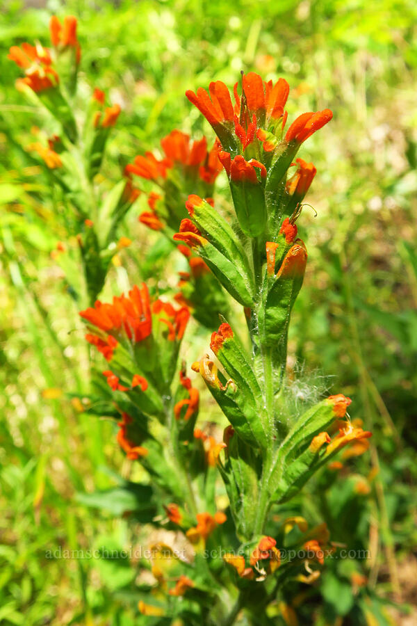 harsh paintbrush (Castilleja hispida) [Castle Rock Trail, Okanogan-Wenatchee National Forest, Chelan County, Washington]