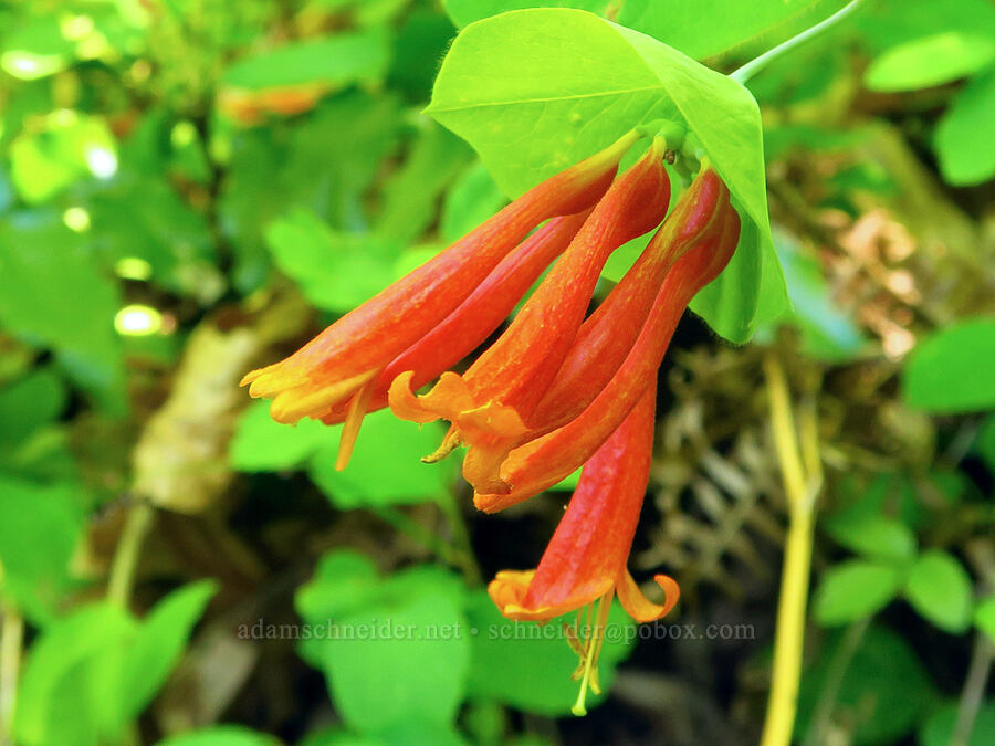 orange honeysuckle (Lonicera ciliosa) [Castle Rock Trail, Okanogan-Wenatchee National Forest, Chelan County, Washington]