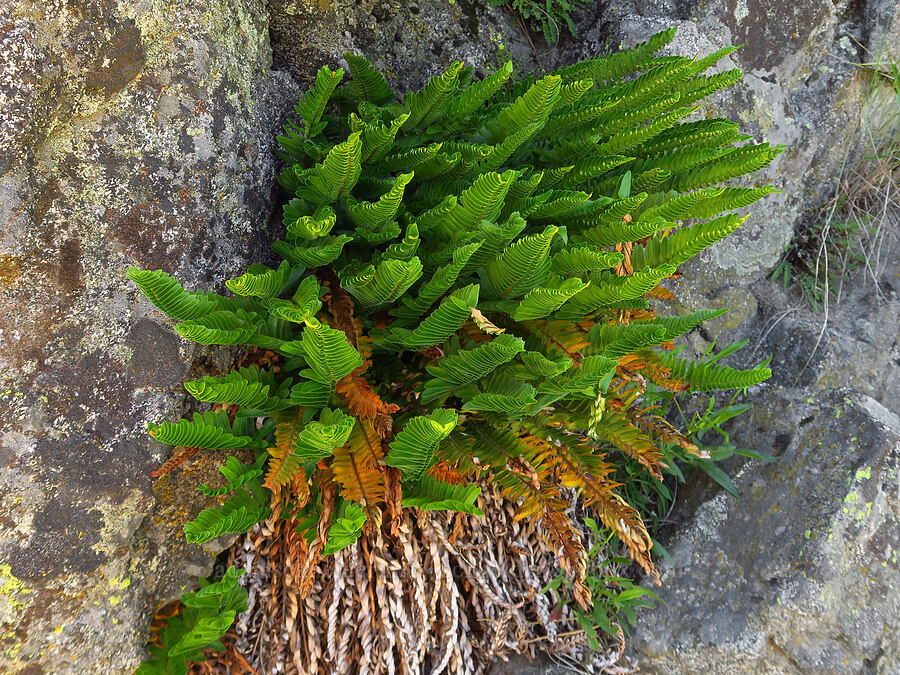 narrow-leaf sword fern (Polystichum imbricans) [Castle Rock Trail, Okanogan-Wenatchee National Forest, Chelan County, Washington]