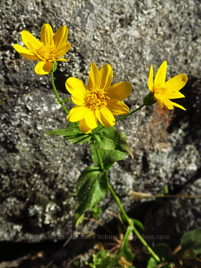 heart-leaf arnica (Arnica cordifolia) [Castle Rock Trail, Okanogan-Wenatchee National Forest, Chelan County, Washington]