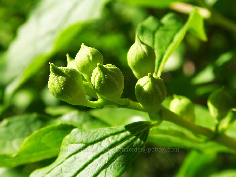 Lewis' mock-orange, budding (Philadelphus lewisii) [Castle Rock Trail, Okanogan-Wenatchee National Forest, Chelan County, Washington]