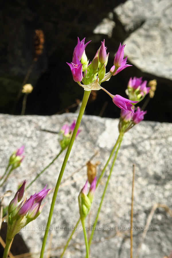 taper-tip onion (Allium acuminatum) [Castle Rock Trail, Okanogan-Wenatchee National Forest, Chelan County, Washington]