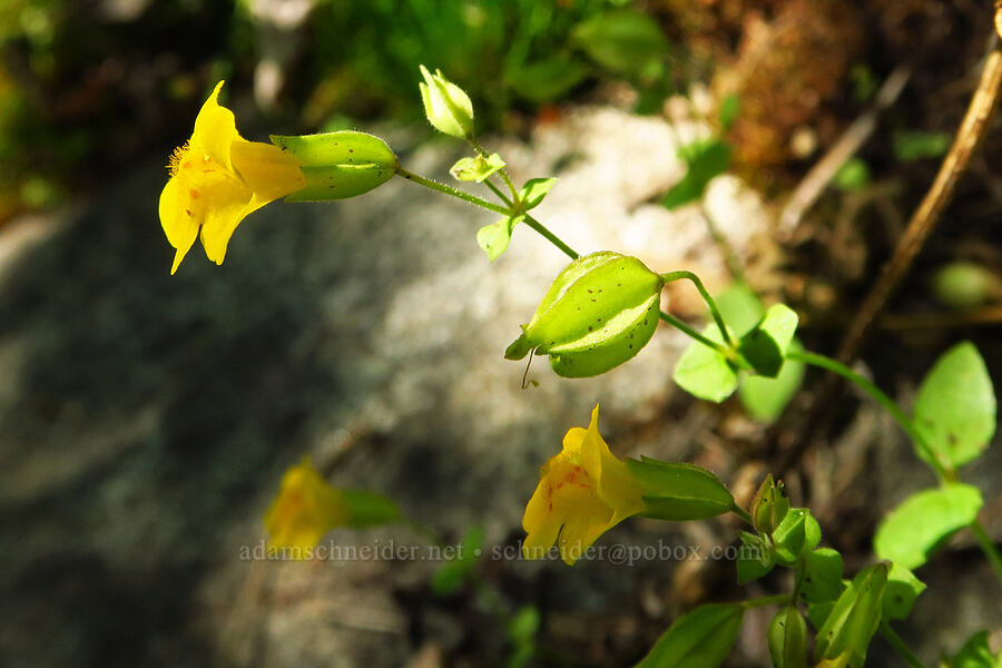 monkeyflower (which?) (Erythranthe sp. (Mimulus sp.)) [Castle Rock Trail, Okanogan-Wenatchee National Forest, Chelan County, Washington]