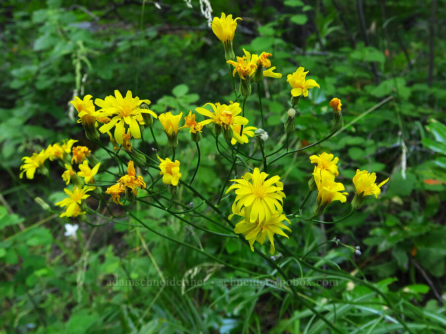 hawksbeard (Crepis sp.) [Castle Rock Trail, Okanogan-Wenatchee National Forest, Chelan County, Washington]