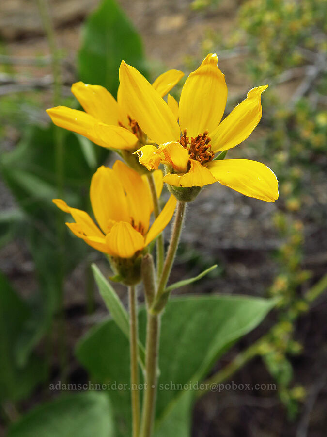 Carey's balsamroot (Balsamorhiza careyana) [Forest Road 1306, Okanogan-Wenatchee National Forest, Yakima County, Washington]