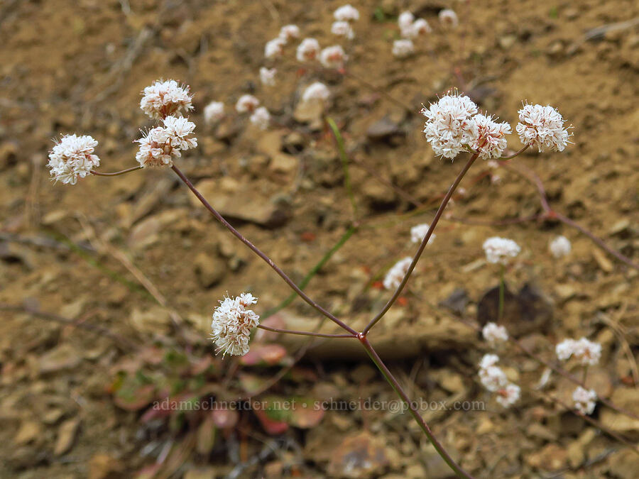 bare-stem buckwheat (Eriogonum nudum) [Forest Road 1306, Okanogan-Wenatchee National Forest, Yakima County, Washington]