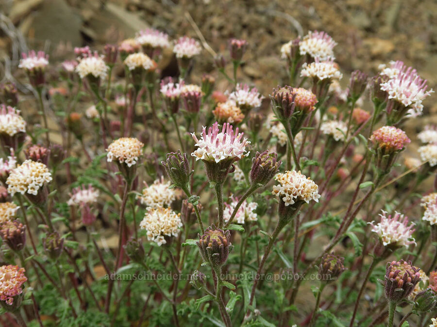 Douglas' pincushion (Chaenactis douglasii) [Forest Road 1306, Okanogan-Wenatchee National Forest, Yakima County, Washington]