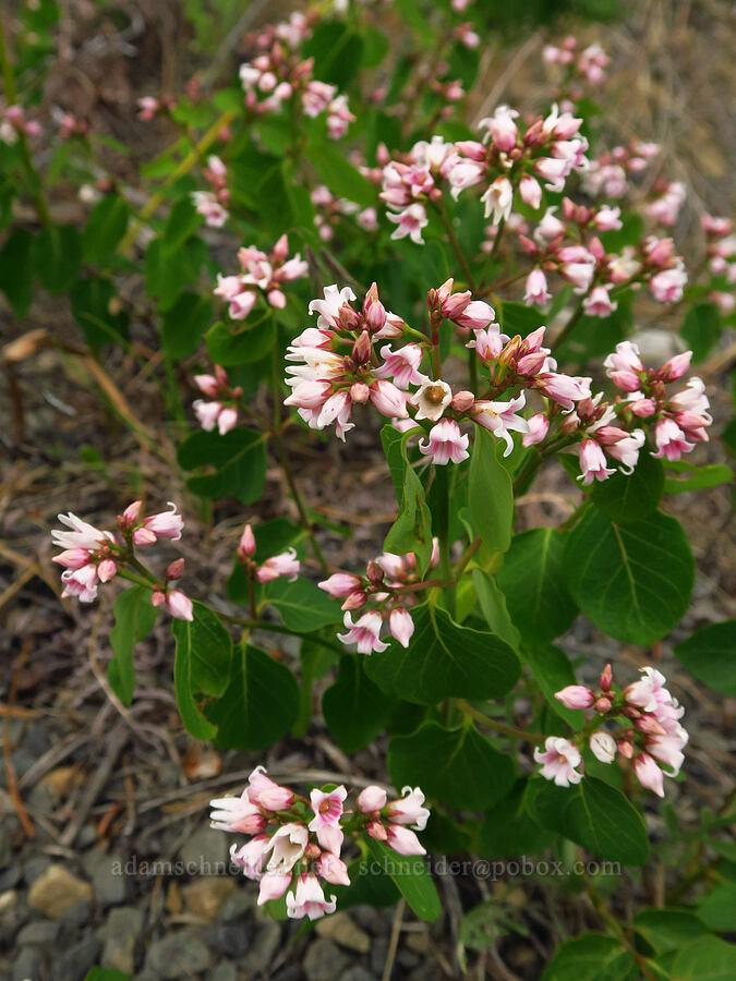 spreading dogbane (Apocynum androsaemifolium) [Forest Road 1306, Okanogan-Wenatchee National Forest, Yakima County, Washington]