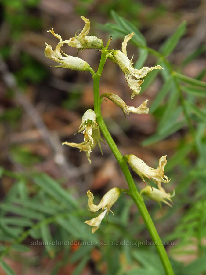 Yakima milk-vetch, going to seed (Astragalus reventiformis) [Forest Road 1306, Okanogan-Wenatchee National Forest, Yakima County, Washington]