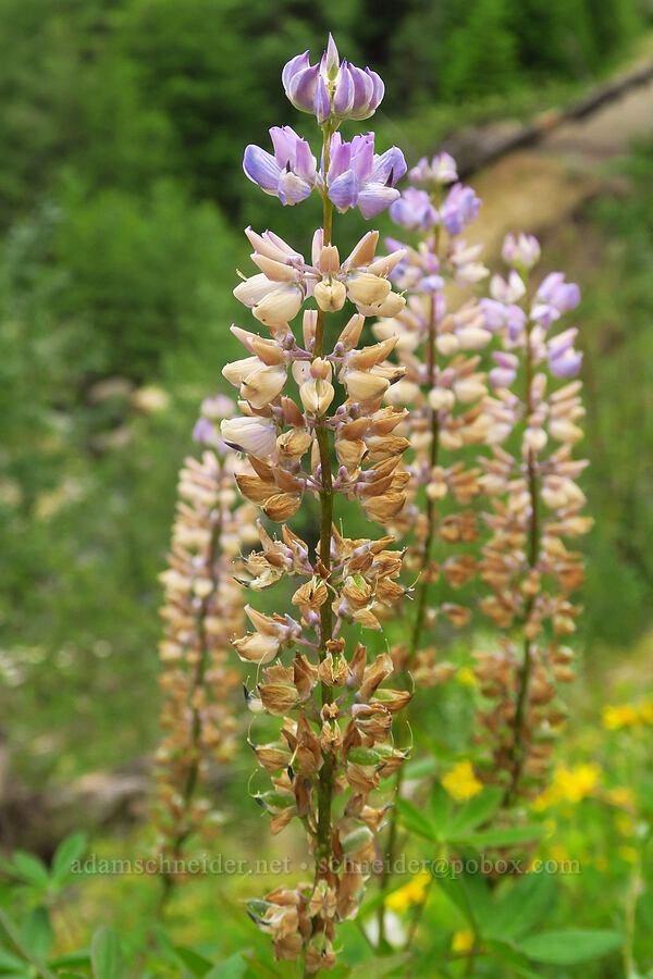 sickle-keel lupine (?) (Lupinus albicaulis) [Forest Road 1306, Okanogan-Wenatchee National Forest, Yakima County, Washington]