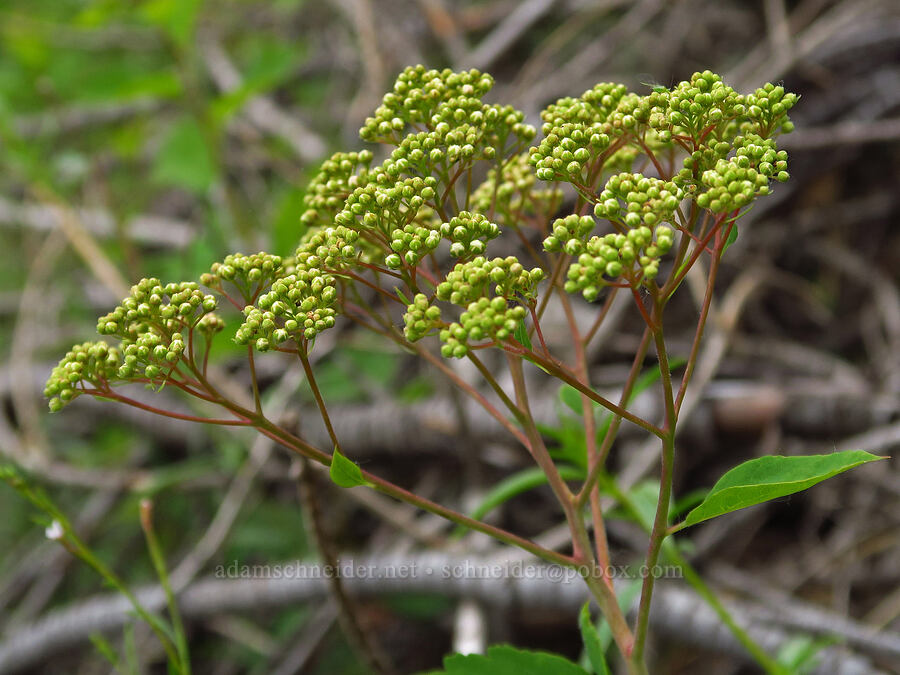 white spirea, budding (Spiraea lucida (Spiraea betulifolia var. lucida)) [Forest Road 1306, Okanogan-Wenatchee National Forest, Yakima County, Washington]