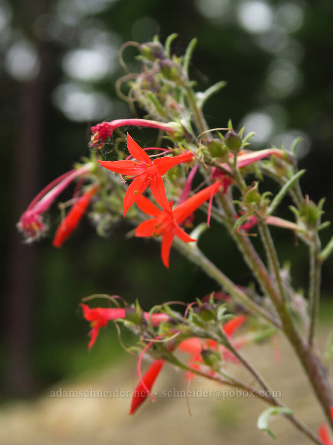 scarlet gilia (Ipomopsis aggregata) [Forest Road 1306, Okanogan-Wenatchee National Forest, Yakima County, Washington]