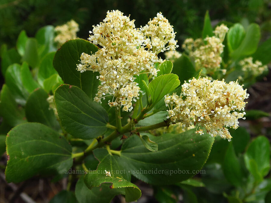 snowbrush (Ceanothus velutinus) [Forest Road 1306, Okanogan-Wenatchee National Forest, Yakima County, Washington]