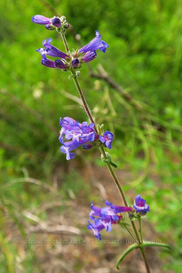 lowly penstemon (?) (Penstemon humilis) [Thunder Lake, Okanogan-Wenatchee National Forest, Yakima County, Washington]