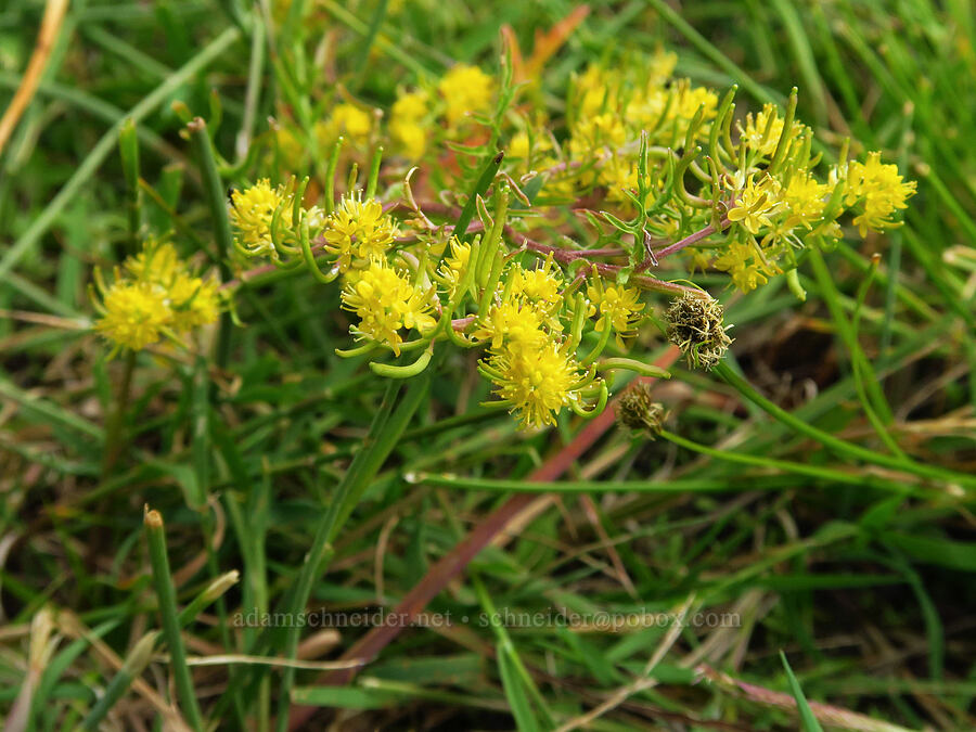 curve-pod yellow-cress (?) (Rorippa curvisiliqua) [Thunder Lake, Okanogan-Wenatchee National Forest, Yakima County, Washington]