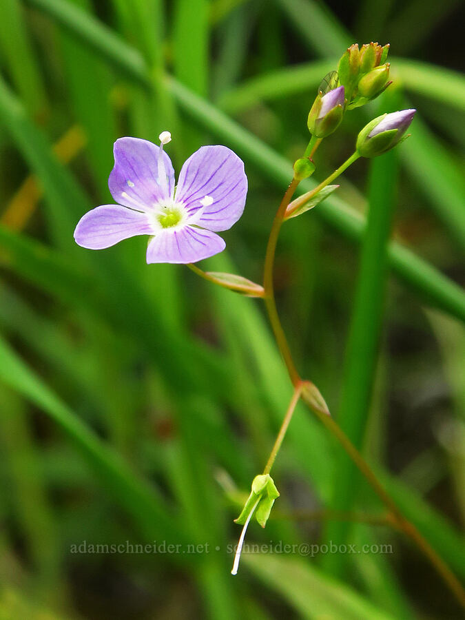 marsh speedwell (Veronica scutellata) [Thunder Lake, Okanogan-Wenatchee National Forest, Yakima County, Washington]