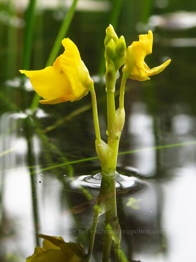 bladderwort (Utricularia macrorhiza (Utricularia vulgaris ssp. macrorhiza)) [Thunder Lake, Okanogan-Wenatchee National Forest, Yakima County, Washington]