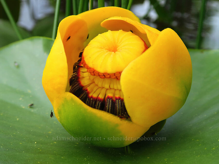 yellow pond-lily flower (Nuphar polysepala) [Thunder Lake, Okanogan-Wenatchee National Forest, Yakima County, Washington]