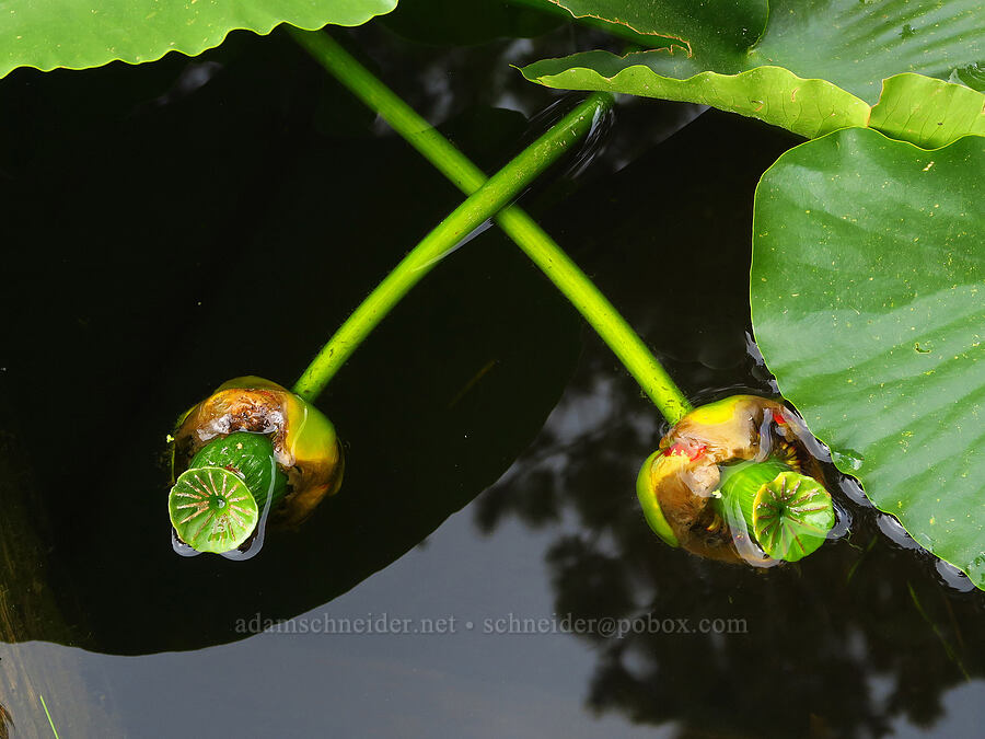 yellow pond-lily fruits (Nuphar polysepala) [Thunder Lake, Okanogan-Wenatchee National Forest, Yakima County, Washington]