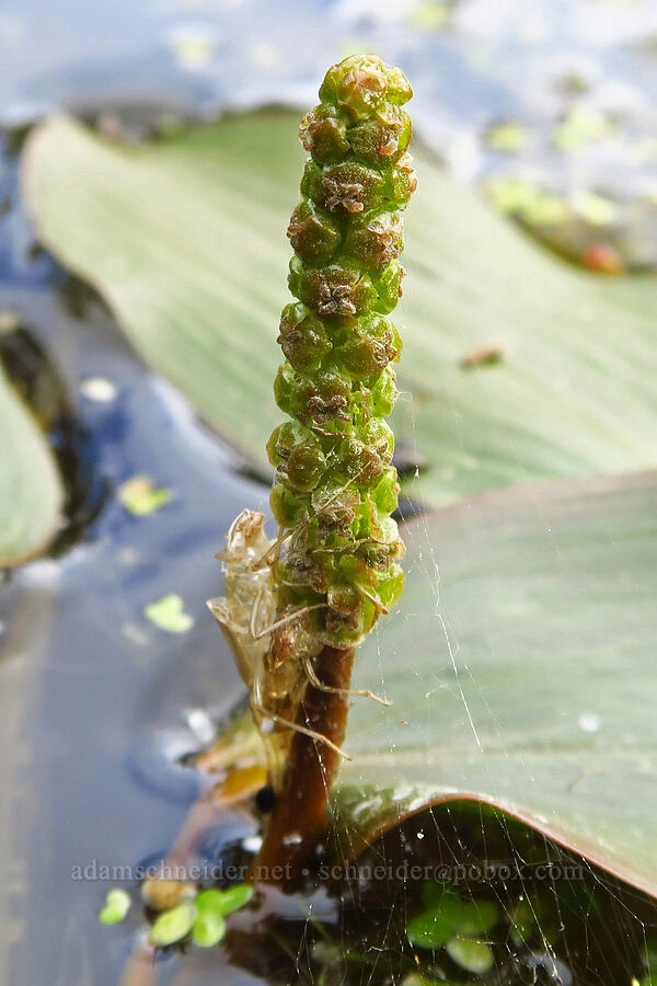 floating pondweed (Potamogeton natans) [Thunder Lake, Okanogan-Wenatchee National Forest, Yakima County, Washington]