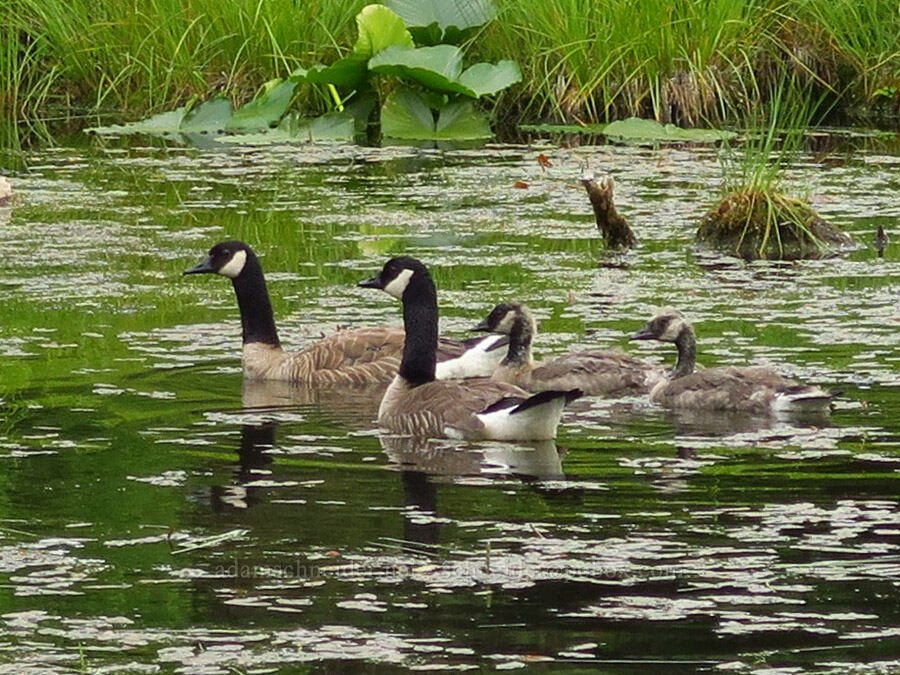 Canada goose family (Branta canadensis) [Thunder Lake, Okanogan-Wenatchee National Forest, Yakima County, Washington]