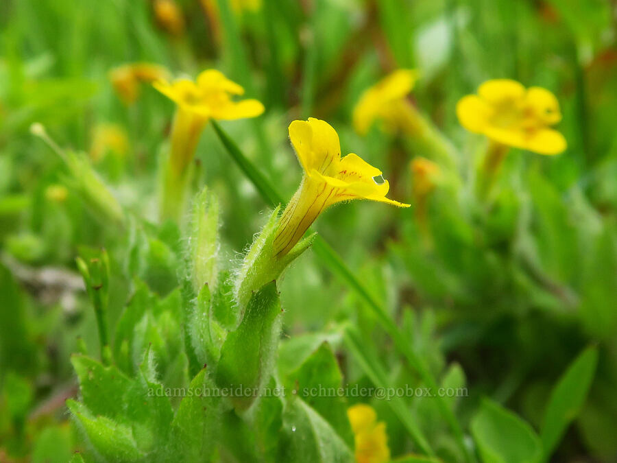 musk monkeyflower (Erythranthe moschata (Mimulus moschatus)) [Thunder Lake, Okanogan-Wenatchee National Forest, Yakima County, Washington]