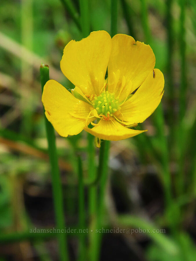 buttercup (Ranunculus sp.) [Thunder Lake, Okanogan-Wenatchee National Forest, Yakima County, Washington]