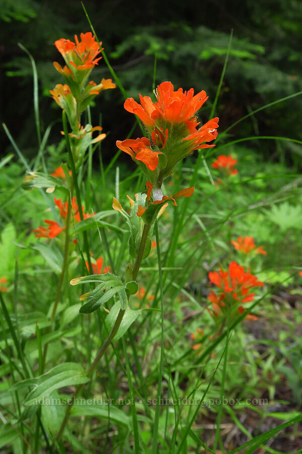 harsh paintbrush (Castilleja hispida) [Thunder Lake, Okanogan-Wenatchee National Forest, Yakima County, Washington]