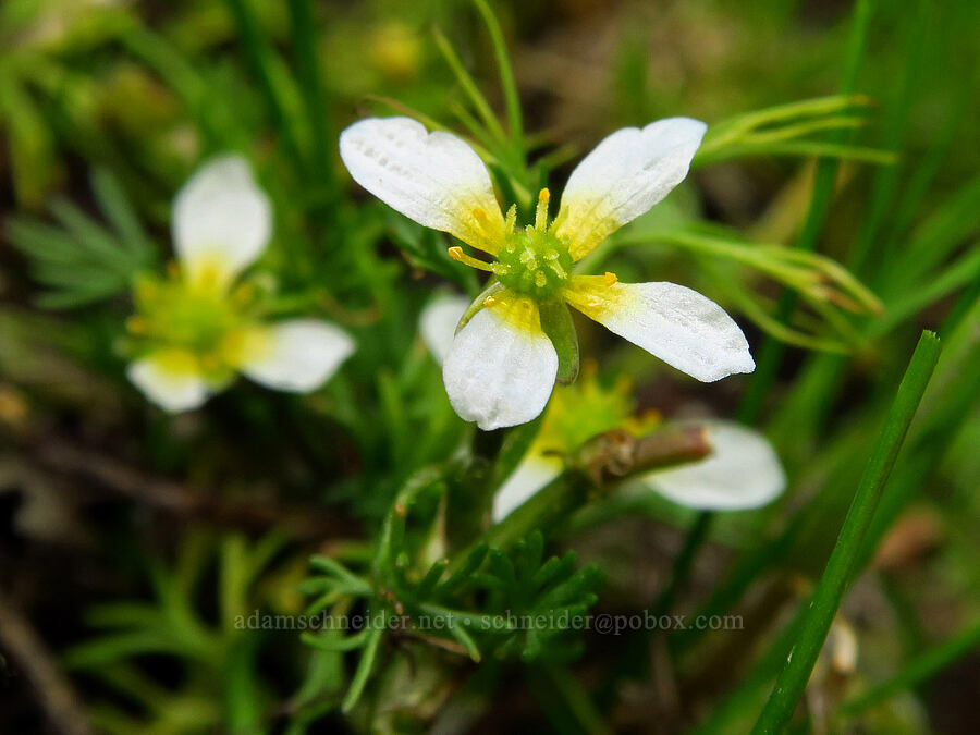 white water buttercup (which?) (Batrachium sp. (Ranunculus aquatilis)) [Thunder Lake, Okanogan-Wenatchee National Forest, Yakima County, Washington]