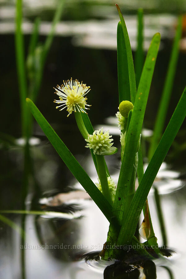 narrow-leaf bur-reed (Sparganium angustifolium) [Thunder Lake, Okanogan-Wenatchee National Forest, Yakima County, Washington]