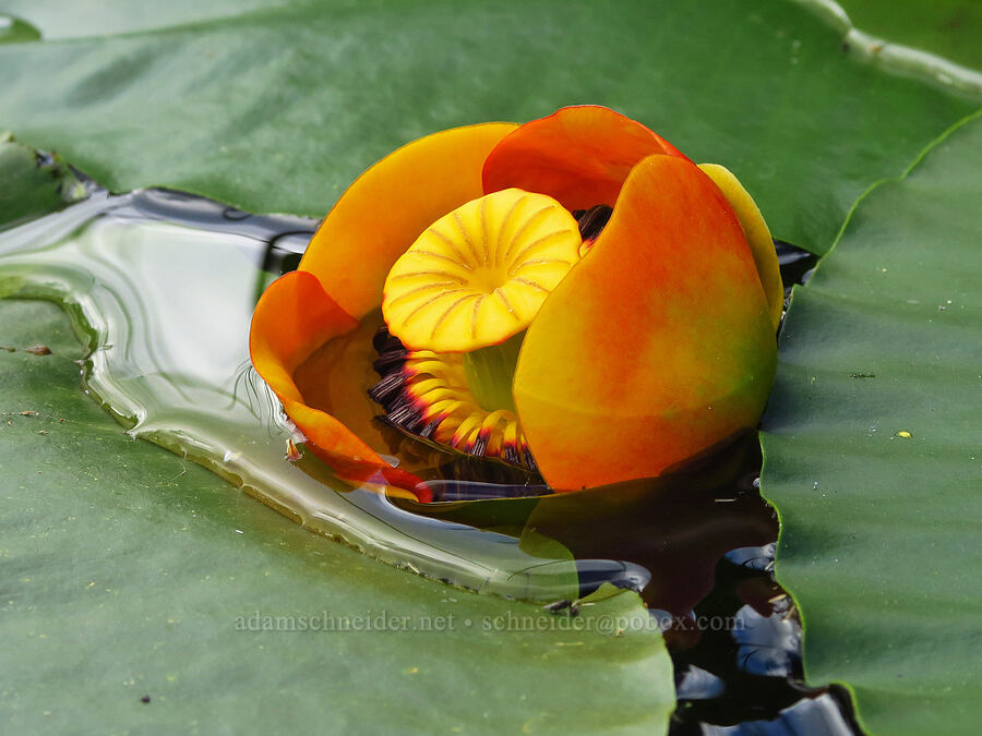 yellow pond-lily flower (Nuphar polysepala) [Thunder Lake, Okanogan-Wenatchee National Forest, Yakima County, Washington]