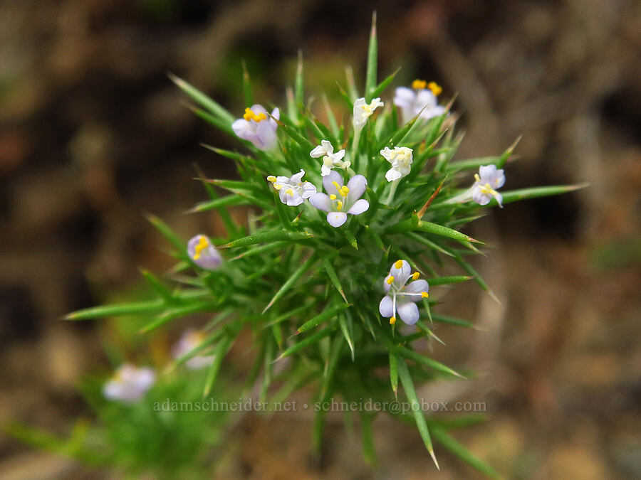 needle-leaf navarretia (Navarretia intertexta ssp. propinqua) [Thunder Lake, Okanogan-Wenatchee National Forest, Yakima County, Washington]