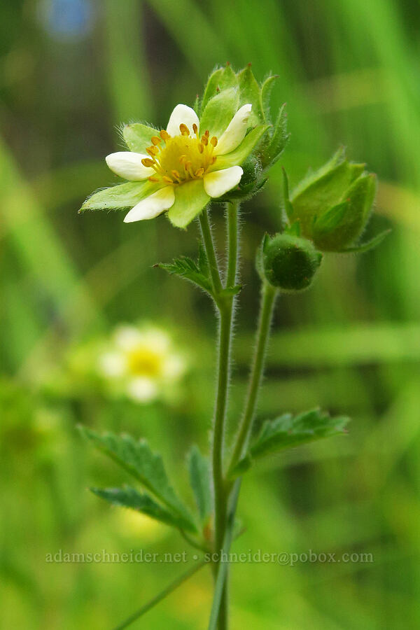 sticky cinquefoil (Drymocallis glandulosa (Potentilla glandulosa)) [Thunder Lake, Okanogan-Wenatchee National Forest, Yakima County, Washington]