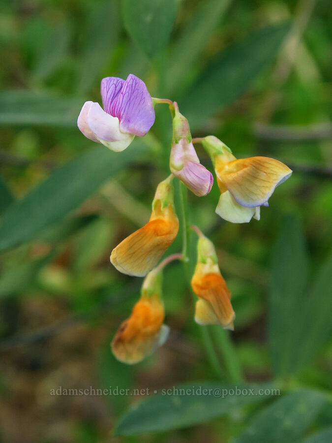 Lanszwert's pea-vine (Lathyrus lanszwertii) [Forest Road 1306, Okanogan-Wenatchee National Forest, Yakima County, Washington]