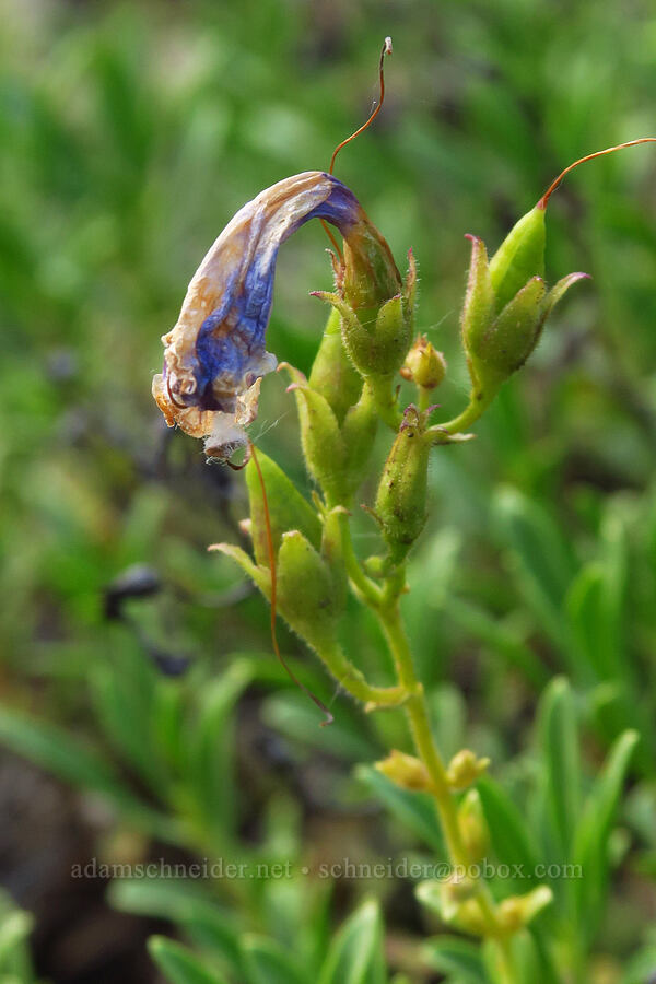 shrubby penstemon, going to seed (Penstemon fruticosus) [Forest Road 1306, Okanogan-Wenatchee National Forest, Yakima County, Washington]