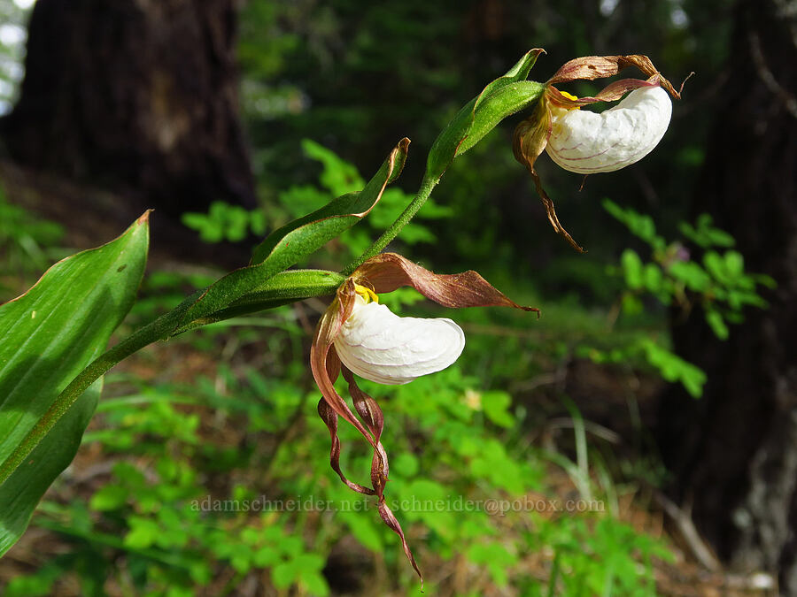 mountain lady's-slipper orchid (Cypripedium montanum) [Lightning Lake, Okanogan-Wenatchee National Forest, Yakima County, Washington]