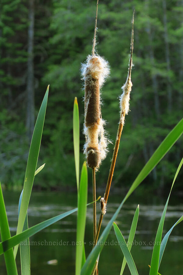 cat-tails (Typha latifolia) [Lightning Lake, Okanogan-Wenatchee National Forest, Yakima County, Washington]