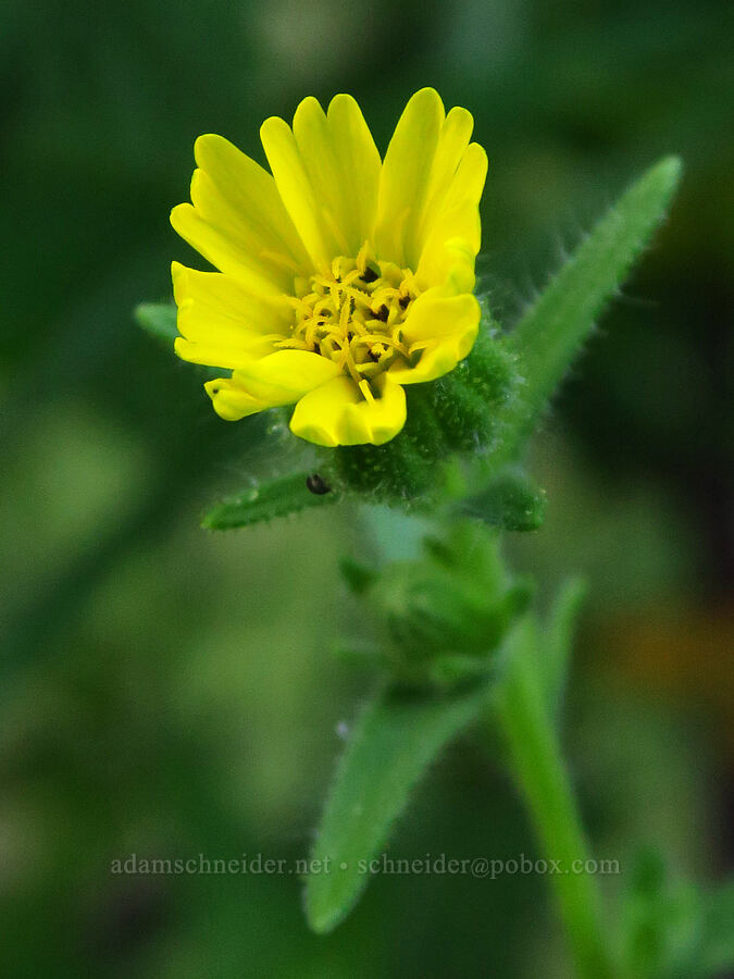 tarweed (which?) (Madia sp.) [Lightning Lake, Okanogan-Wenatchee National Forest, Yakima County, Washington]