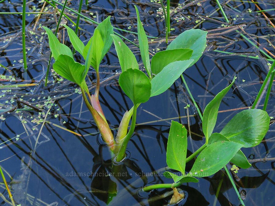 bog-bean (buckbean) leaves (Menyanthes trifoliata) [Lightning Lake, Okanogan-Wenatchee National Forest, Yakima County, Washington]