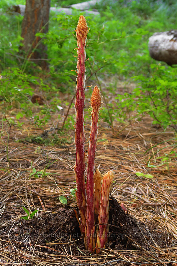 pinedrops, budding (Pterospora andromedea) [near Lightning Lake, Okanogan-Wenatchee National Forest, Yakima County, Washington]