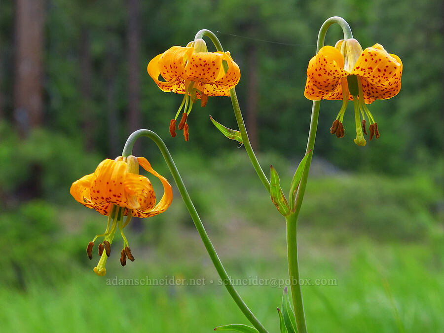 Columbia tiger lily (Lilium columbianum) [near Lightning Lake, Okanogan-Wenatchee National Forest, Yakima County, Washington]