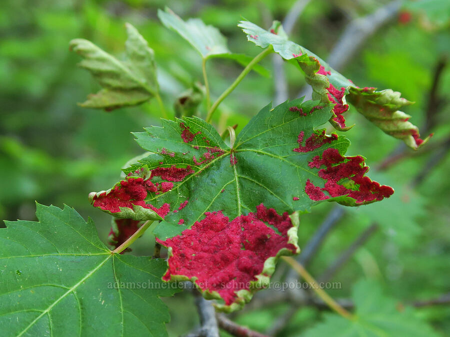 erineum mite gall on Douglas' maple leaf (Aceria calaceris (Eriophyes calaceris), Acer glabrum var. douglasii) [Forest Road 1306, Okanogan-Wenatchee National Forest, Yakima County, Washington]