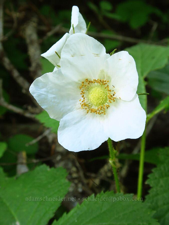 thimbleberry (Rubus parviflorus (Rubus nutkanus)) [Forest Road 1306, Okanogan-Wenatchee National Forest, Yakima County, Washington]