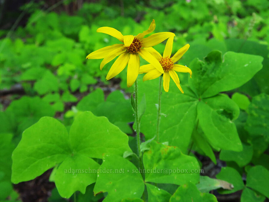 heart-leaf arnica & vanilla-leaf (Arnica cordifolia, Achlys triphylla) [Forest Road 1306, Okanogan-Wenatchee National Forest, Yakima County, Washington]