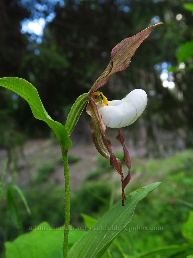 mountain lady's-slipper orchid (Cypripedium montanum) [Forest Road 1306, Okanogan-Wenatchee National Forest, Yakima County, Washington]